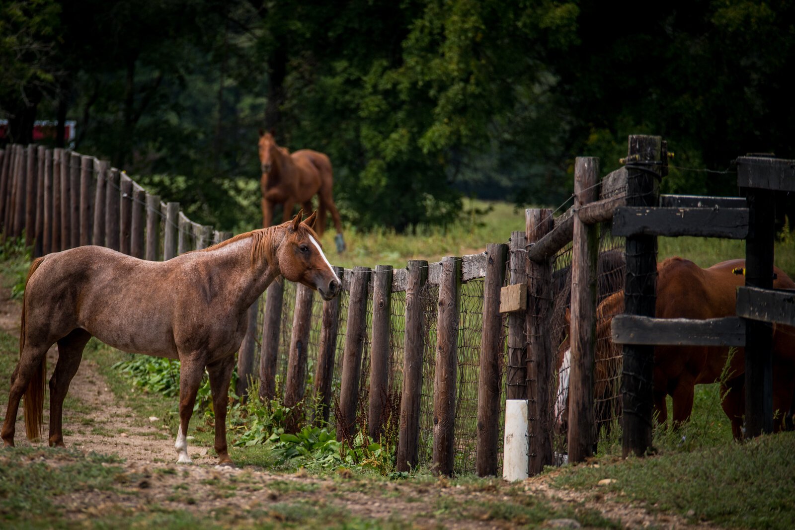 The Cheff Center in Augusta has a herd of about 15 horses, with a variety of horses in terms of size and temperament, to allow clients to find a horse that fits their needs.