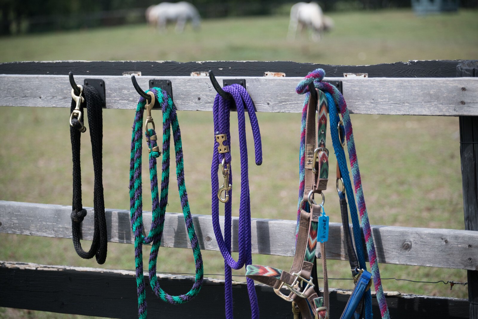 Halters for the horses at the Cheff Center.