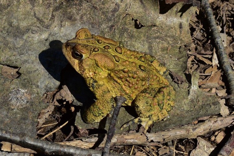 A Fowler's toad basking in the sunlight.