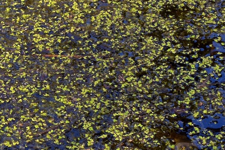 A North American bullfrog camouflaged by watermeal.