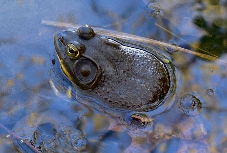 A North American bullfrog enjoying the pond.