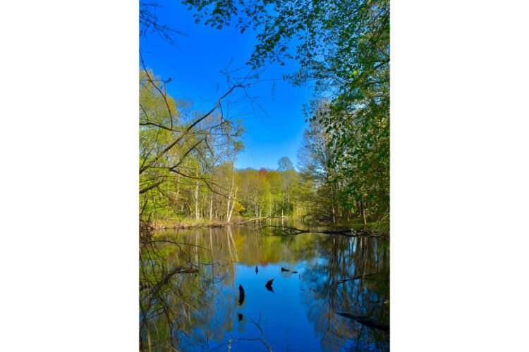 The pond located in Spirit Springs Sanctuary.