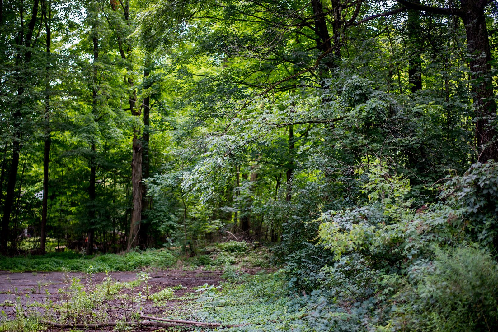 A new house on Douglass Avenue purchased by Healthy House for Women is surrounded by 1.4 acres.