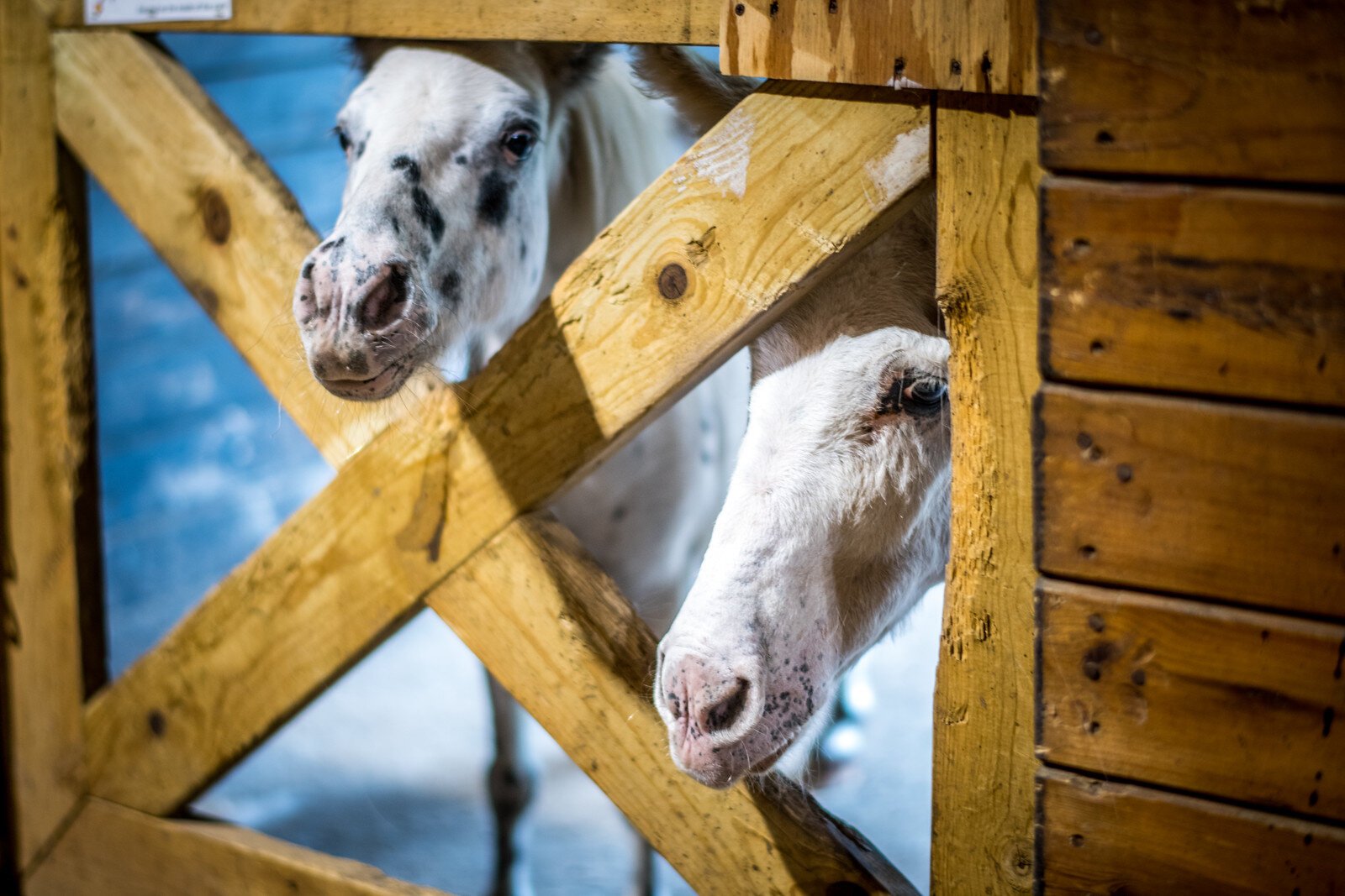 El centro cuenta con una manada de unos 15 caballos, con una variedad en tamaño y temperamento, para permitir que los clientes encuentren el caballo que se adapte a sus necesidades.