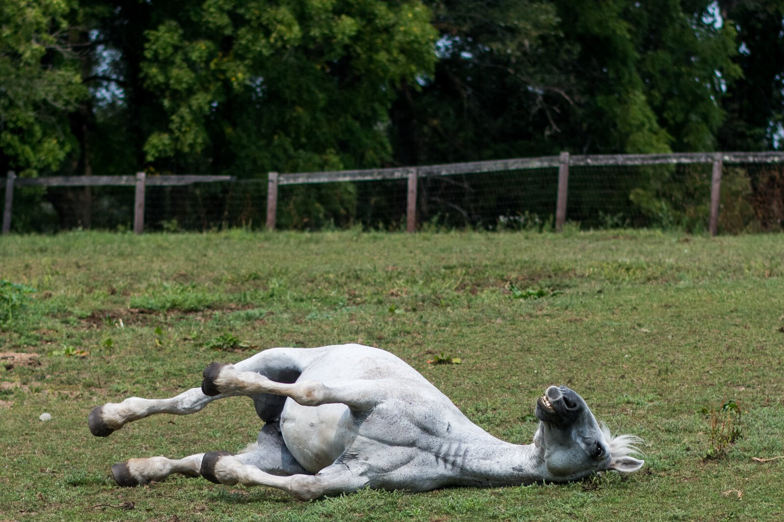 El centro cuenta con una manada de unos 15 caballos, con una variedad en tamaño y temperamento, para permitir que los clientes encuentren el caballo que se adapte a sus necesidades.