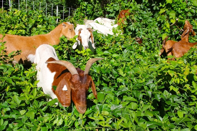 Union files grievance over goats mowing on Western Michigan's campus 