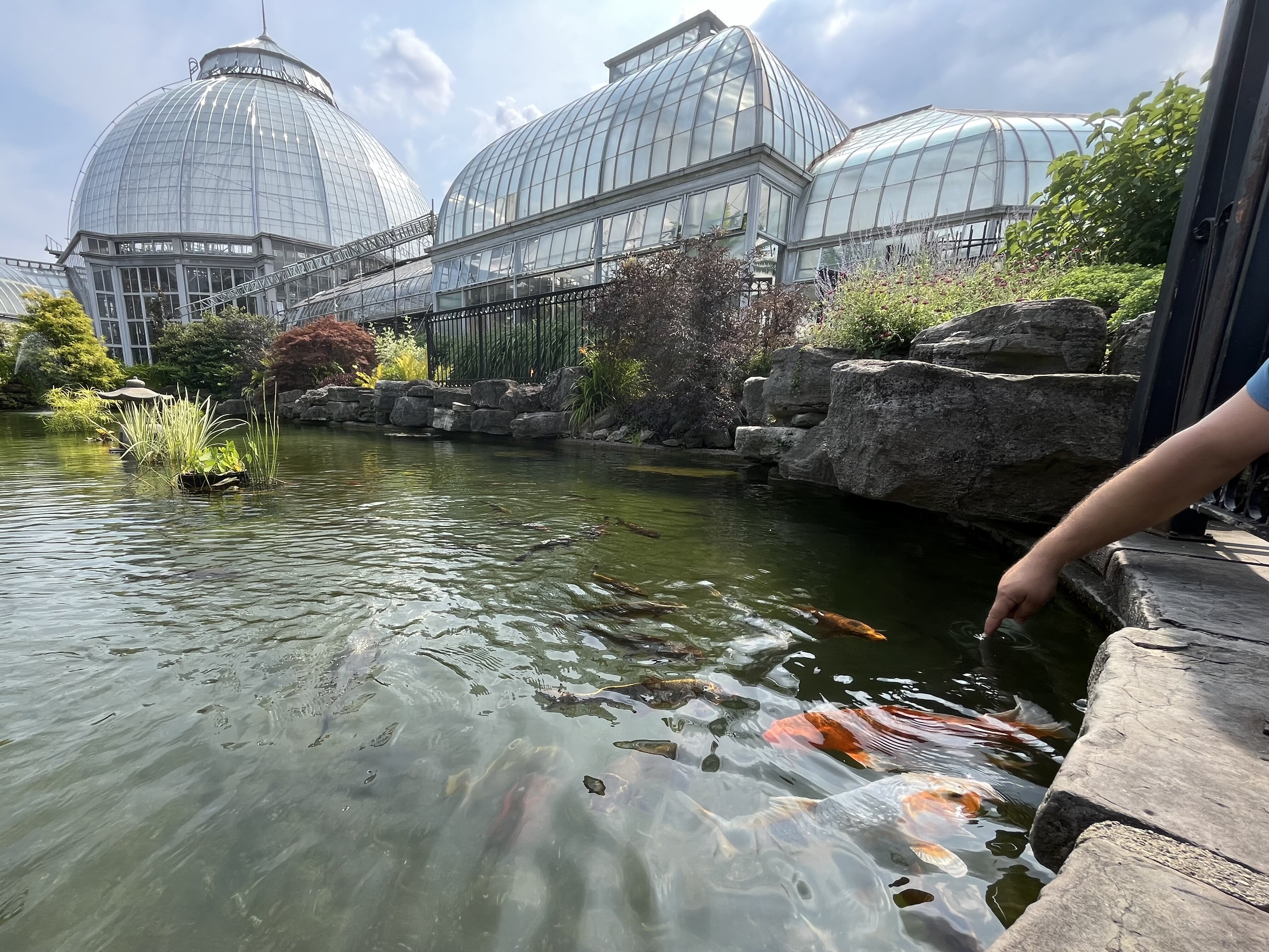 The koi pond between the conservatory and the aquarium on Belle Isle.