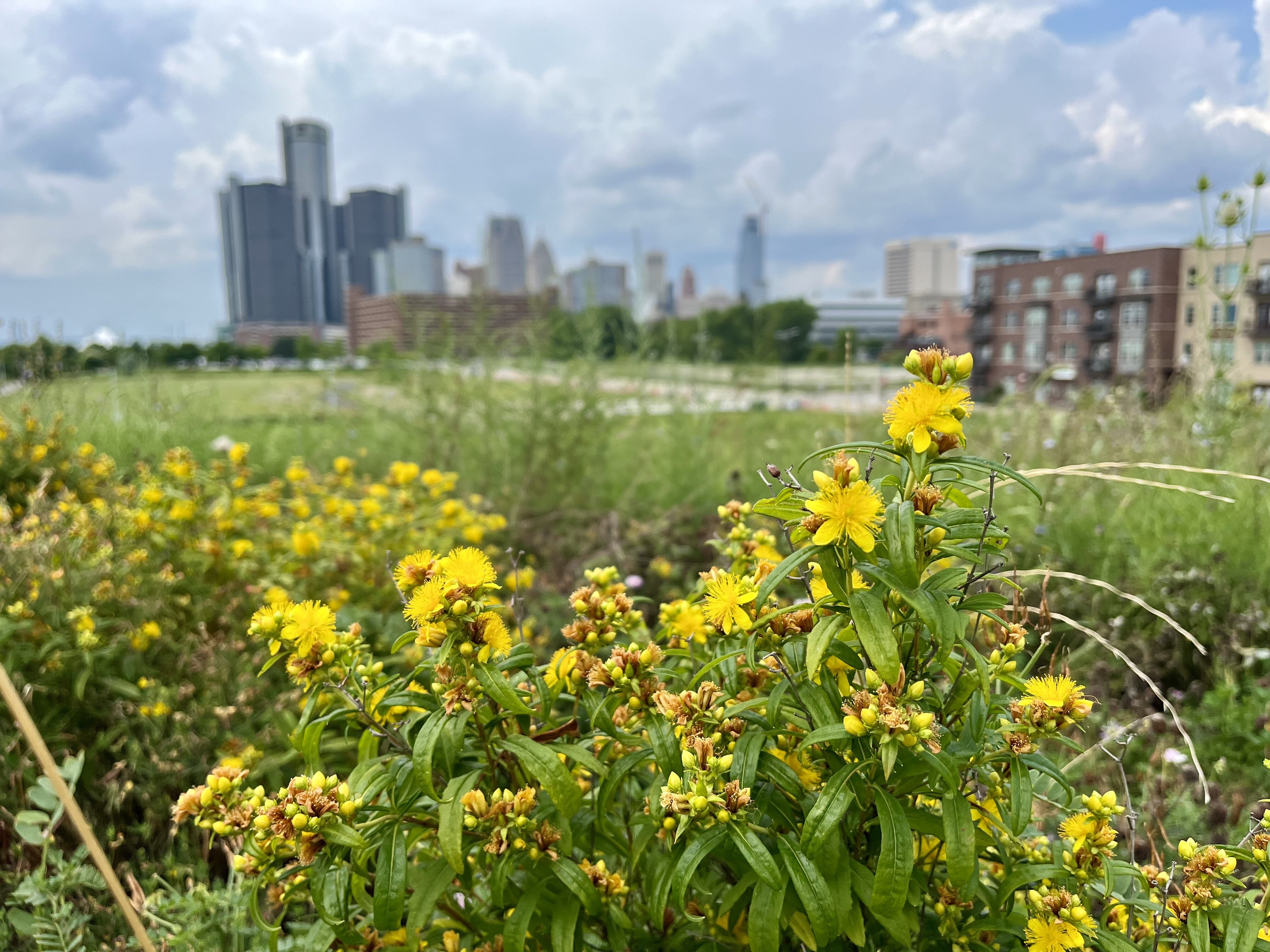 The view on Ze Mound, a hill of wildflowers on the Detroit RiverWalk.