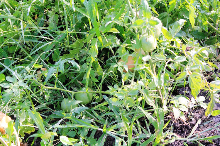 Tomatoes hiding in James Pitts' garden.