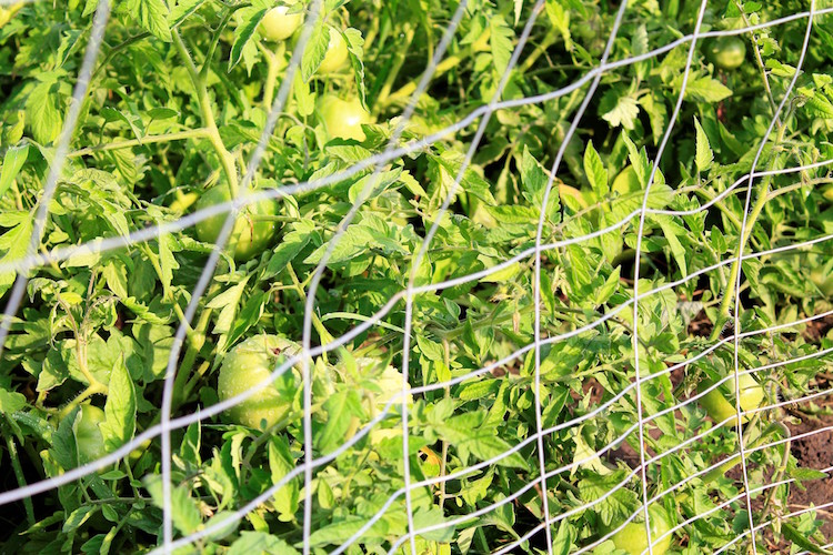 Tomatoes growing in abundance in James Pitts' garden.