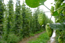 Hop Head Farms