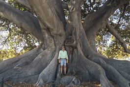 Tree Doctor