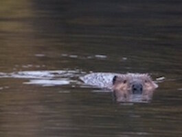 Asylum Lake Beavers