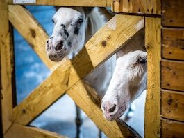 Equine Therapy SWMI Journalism Collaborative Youth Mental Health