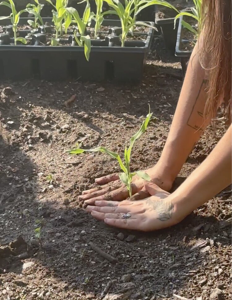 Planting masa at Lelia Arboretum for the Masa Emergent Leadership Program