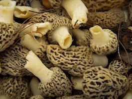 Morel Mushrooms