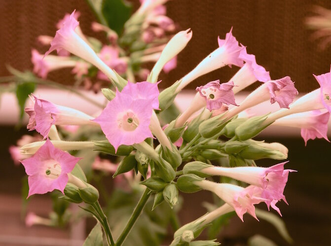 Flowers on a tobacco plant in the greenhouse on the reservation.