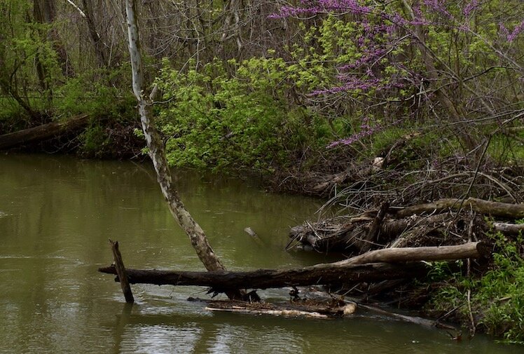 Redbuds flank the Galien River.