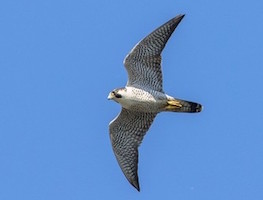 Peregrine