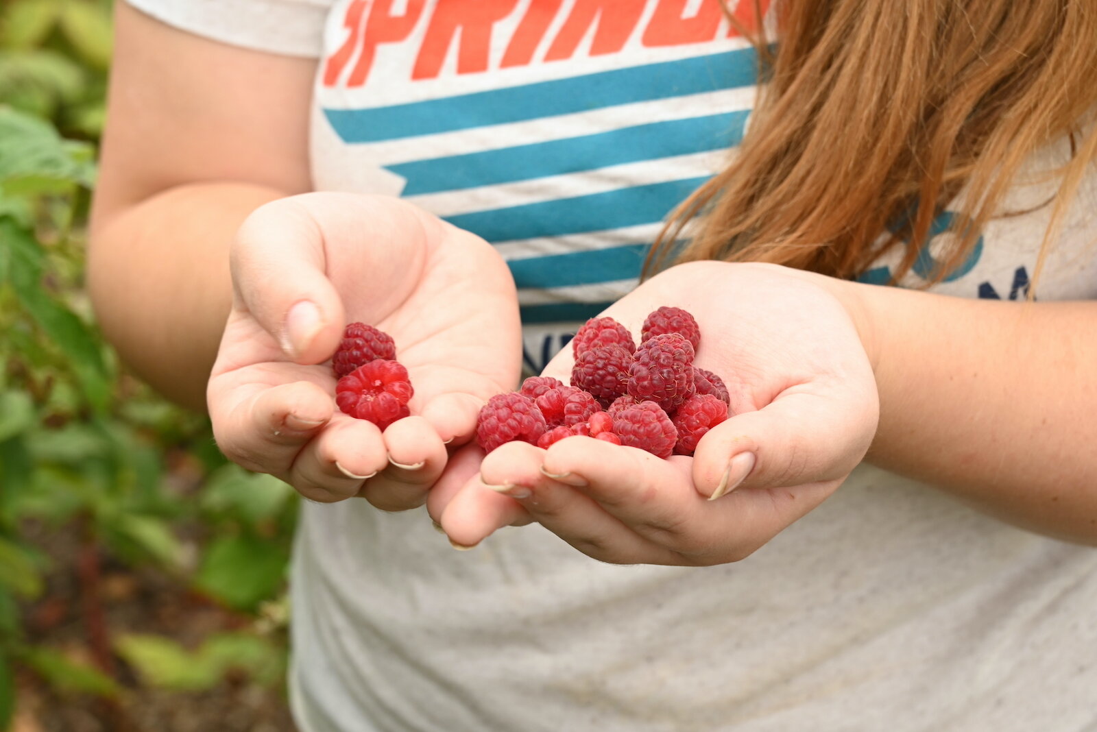 Stephanie Orr holds raspberries she picked during Of The Land’s harvest festival.