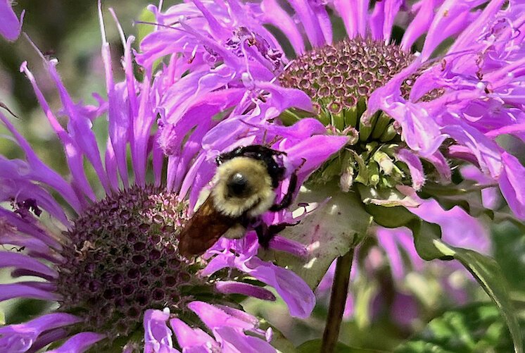  A bee visits a flower in the rain garden at the Congregation of Moses.