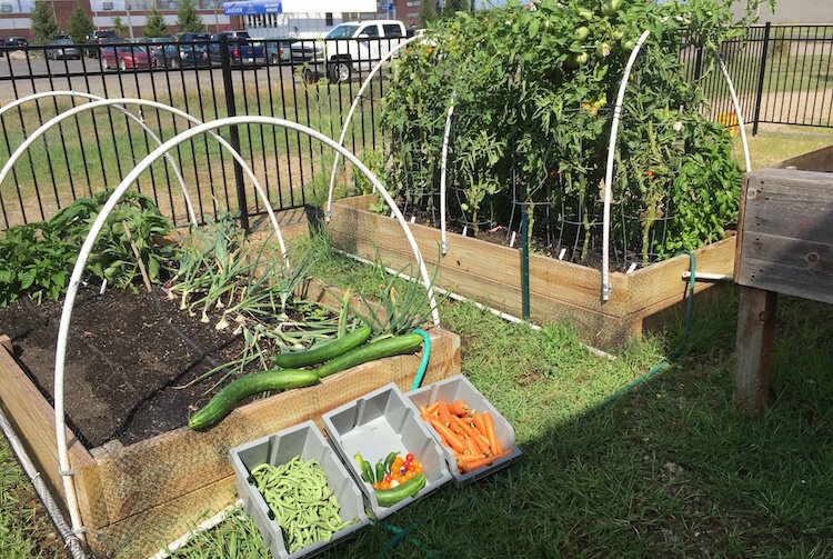  Raised garden beds are among the ways vegetables are grown at the SHARE Center garden.