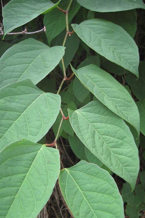 The Japanese Knotweed: Don't try to kill this invader on your own