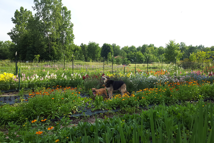 Hondo and Kayla explore one of the fields on the farm.