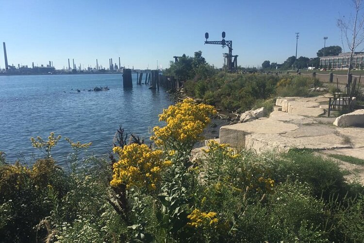 Flowers by the St. Clair River shoreline.