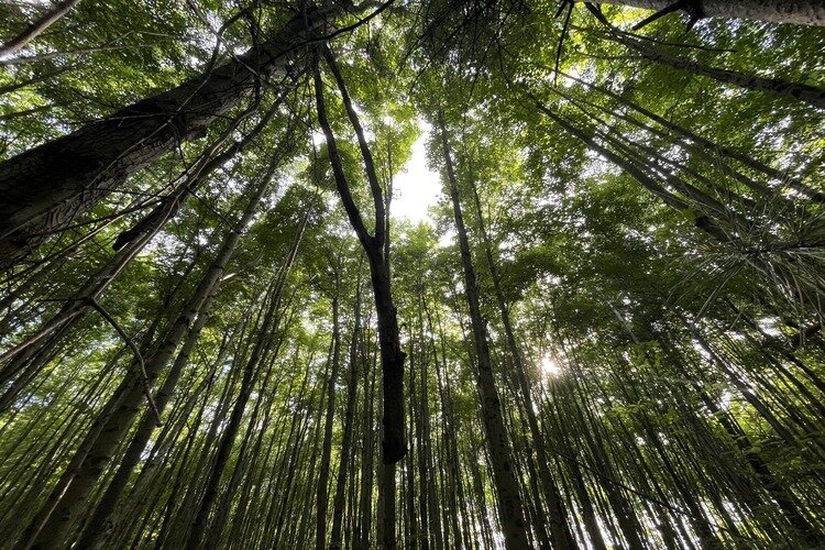 Forest canopy at the James and Alice Brennan Nature Sanctuary.