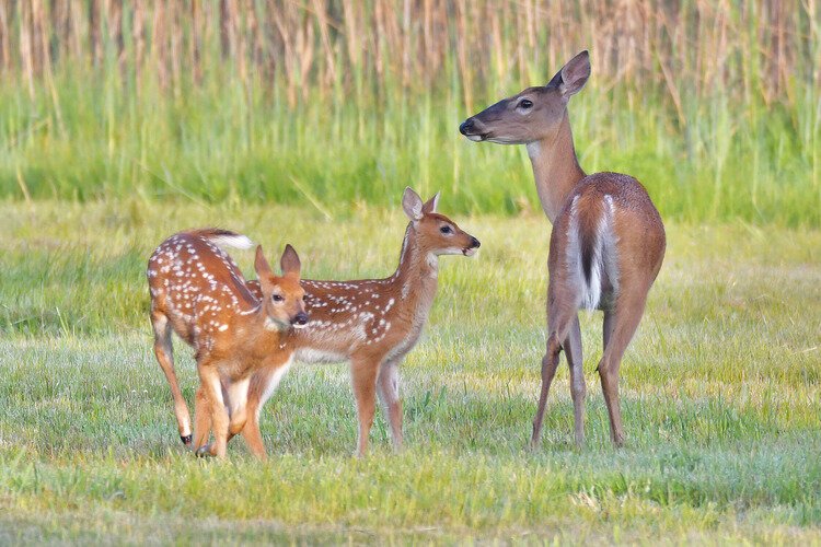 Deer at Port Huron State Game Area.