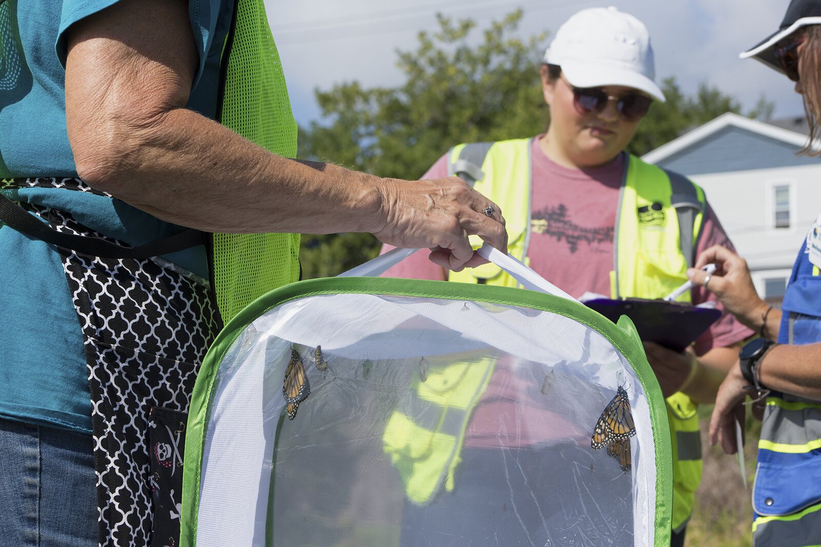 Friends of the St. Clair River staff and volunteers prepare to tag and release recently hatched monarch butterflies at the Blue Water River Walk in Port Huron.