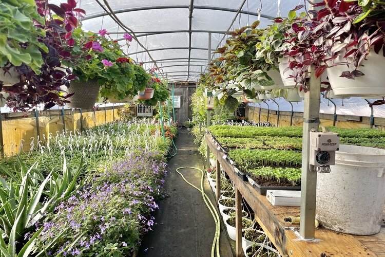 Inside one of the greenhouses at Griskie Farms