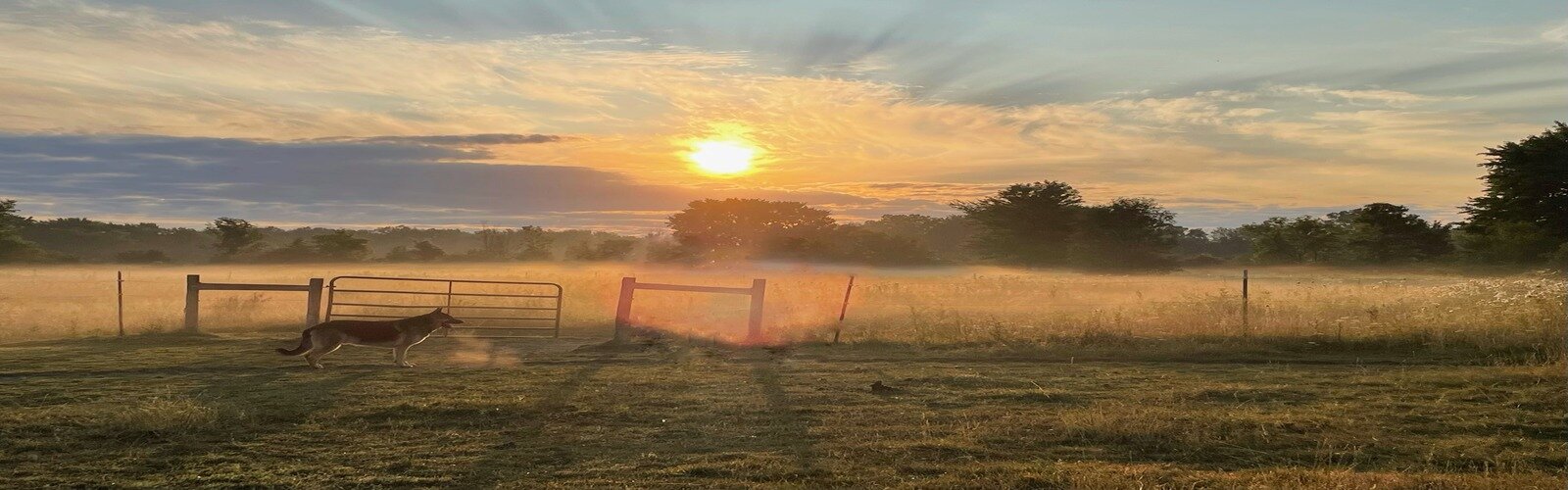 Farm dog in the meadow at dawn.