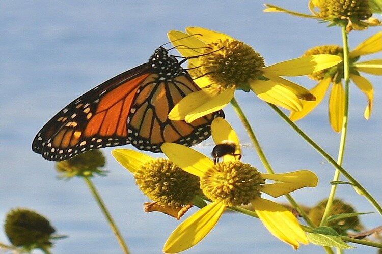 A Monarch Butterfly and a bee collecting pollen from flowers.