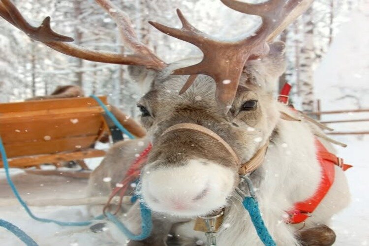 Pine Grove Park Reindeer