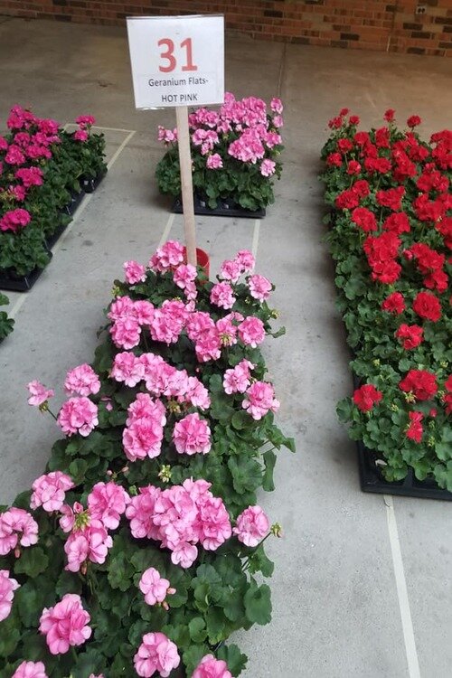 Flats of Geraniums at the St. Clair Women's League annual Garden Sale.