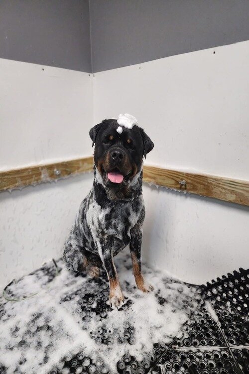 Apollo getting cleaned for grooming.