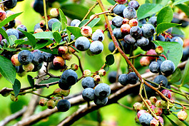 Blueberries are a Michigan summer staple.