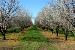 Spring orchard thumb