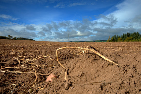 Potatoes aren't the only thing the U.P. can grow