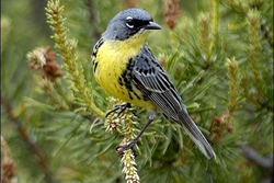 Kirtland's Warbler thumb