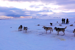 Mush Sled Dogs thumb