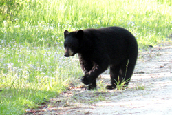 Black bear thumb