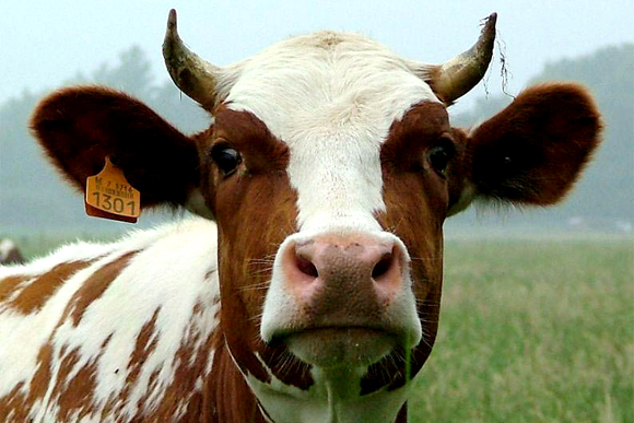 I am Cow. Hear me moo. 