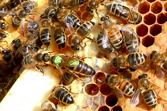 Bees are an important part of natural pollinating. 