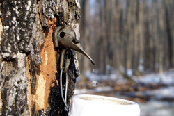 Maple Syrup Sap tap thumb