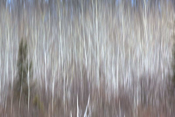 winter brush abstract