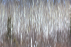 winter brush abstract