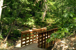 Michigan forest thumb